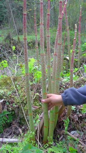Found Nature's Most Delicious Treasures! 🍄🌿