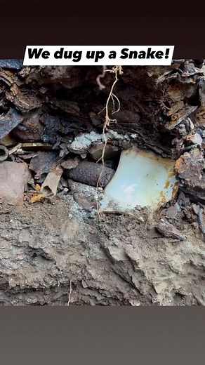 What kind of snake did we dig up while searching for treasure?! #snake #wildlife #nature #help | Adventure Archaeology And Southern Diggers