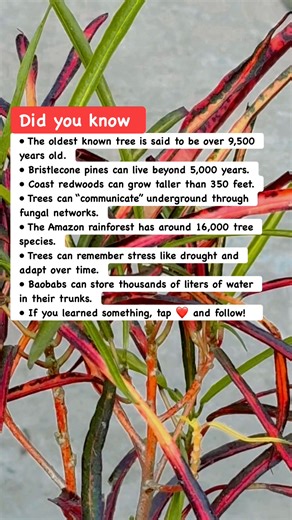 204K views · 3.9K reactions |  Ancient Tree Facts You Didn’t Know #Nature #Trees #EarthFacts | Works Etc | Facebook