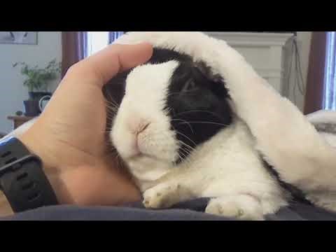 Rabbit learns he is adopted (enhanced)