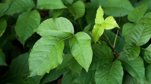 What is poison ivy? University of Florida scientists working on AI-powered app to help identify it
