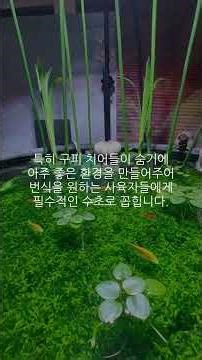 초보자가 키우기 쉬운 수초 top5
