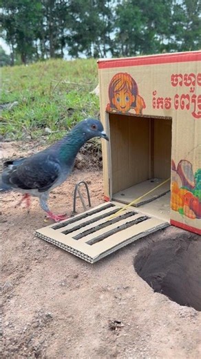 Really Quick Pigeon Trap Make From Cardboard Box #youtubeshorts