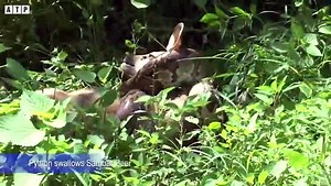 What Happen! Python Attack Large Prey - Animal Fighting ATP Earth