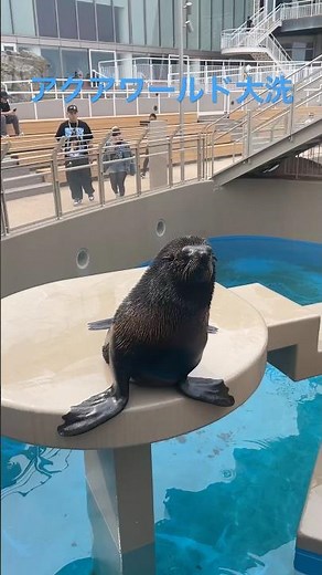 茨城県 大洗水族館🦭🦭 Aqua World!#魚 #sealions #seals #aqaurium #水族館#茨城県