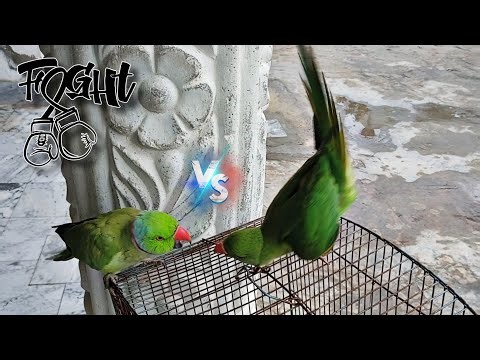 Parrot Fight for Cage | Two Rose-ringed Parakeets vs Fight‪@NaturePlusBeauty‬