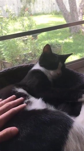 Successful belly trap deployment #cat #cats #catvideos #catshorts #catlovers #funnycats #catvideo