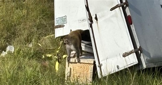 Monkeys on the run after truck overturns on US highway