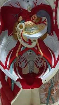 Retroperitoneal Organs of the Abdomen!!