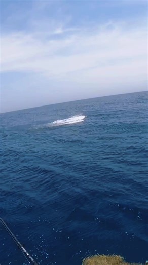 Fishing Life: Tips for Popping Fishing