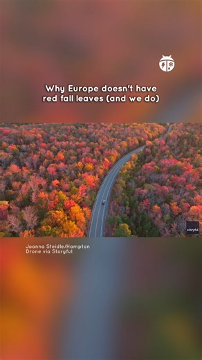 Why doesn't Europe have red fall leaves? 🍁 Even though the same maple and oak trees grow there, Europe's fall is all yellows and oranges, no reds. The reason has to do with mountains, insects, and how trees evolved to protect themselves. North America's fall colors are actually more spectacular because of science. And the explanation is pretty cool. Find out why our fall is redder than theirs 👉 https://www.weatherbug.com/news/Why-Does-North-America-Have-Bright-Red-Fall-Leaves?source=news 🎥 Vi