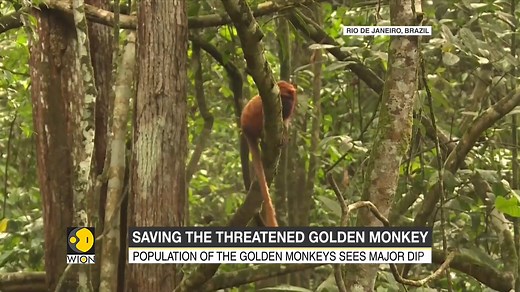 The Atlantic forest in Rio de Janeiro, Brazil is the only place in the world where the rare primate species of the Golden lion tamarin is found in wild. However now the species face the threat of isolation due to a major highway in the area. Eric Njoka brings you the report For more videos, visit: wionews.com/videos | WION