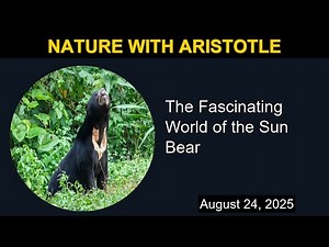 The Fascinating World of the Sun Bear | Nature with Aristotle