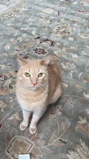 Why I Avoid Buying Cats from Temu Again