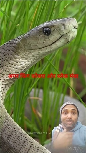 King Cobra vs Black Mamba 🐍 | Duniya Ki Sabse Khatarnak Saapon Ki Ladai | Who Wins? #KingCobra