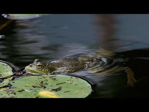 Meditative Swamp Ambience Natural Sounds for Relaxation & Focus 💚 frog sound effect