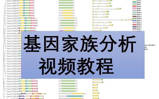 【基因家族分析教程视频】3. motif分析