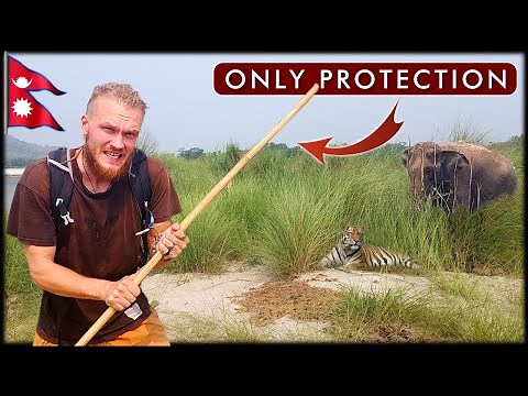 I Walked 12h in Wild Tiger Reserve - Nepal Chitwan