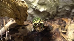 Flower Beetle (Mecynorhina polyphemus) - a large scarab beetle of the subfamily Cetoniinae found in dense tropical African forests. It is a frequent feeder on fruits and sap flows from tree wounds.