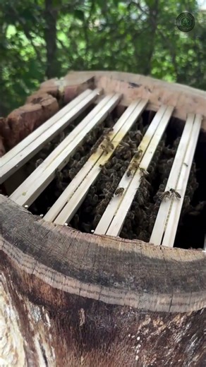 This ancient beehive trick is pure genius #usa #americanfarmer #homestead