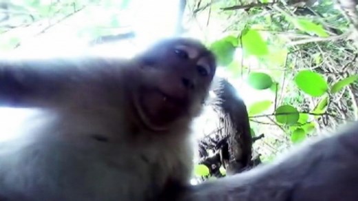 Monkey Steals GoPro Camera, Videos Self
