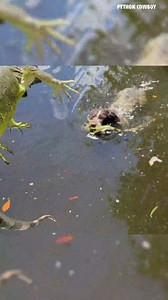 96K views · 1.6K reactions | Catfish did it AGAIN — two iguanas at the same time like it’s nothing. | Python Cowboy Hunts | Facebook