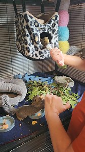 88K views · 6.2K reactions | Day two of our Year in Review. You quickly learn to feed multiple babies at a time when you have SO many. Squirrels have babies two times a year. Once in the early Spring (March) and again mid summer (July). So, we get at least two rounds of babies. Babies can be reunited with their moms if given the chance but not always so please reach out and we will help you. | Lisa's Little Rescue | Facebook