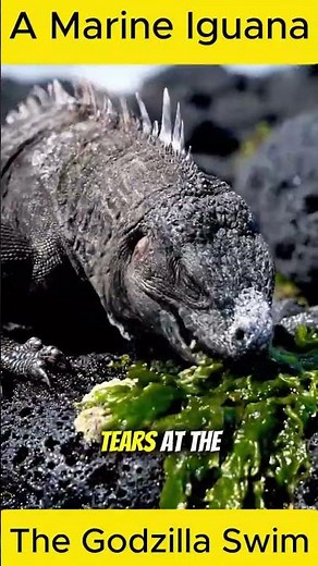 Iguana (Marine) | The Godzilla Swim | #wildlife