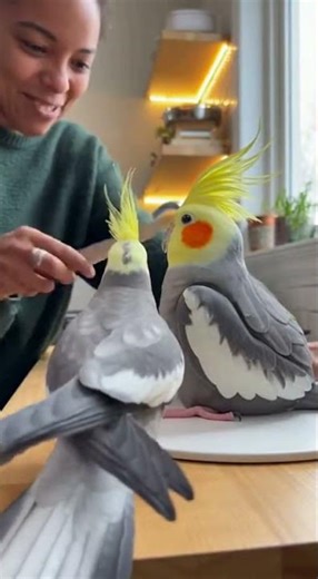 Cockatiel Screams at Cake Doppelgänger 😂🔥#cockatiel #cockatielshorts #funnybird #birdshorts