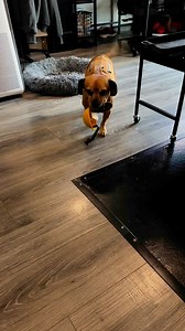 62K views · 2.7K reactions | Minion tests out the mini excavator ￼#Theoneandonlyminion #farmdog #smalldog #bobcat #miniexcavator #narrowayhomestead | Nate Petroski | Facebook