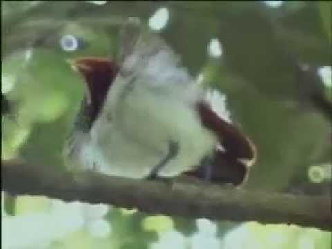 Bird of paradise acrobatics display - David Attenborough - BBC wildlife