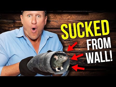 The ULTIMATE way to get rid of Rats inside walls & ceilings… (sucking & snapping)