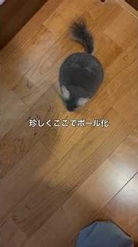 いつもと違う場所でボール化するチンチラ＃chinchilla＃チンチラ＃shorts