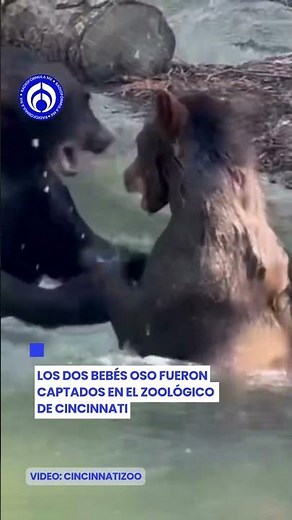 ¡Momento tierno! Osos bebé jugando en el agua 😍