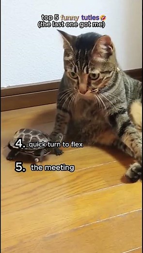 ranking funny turles moment #funnyturtle #turtle #funnyanimals