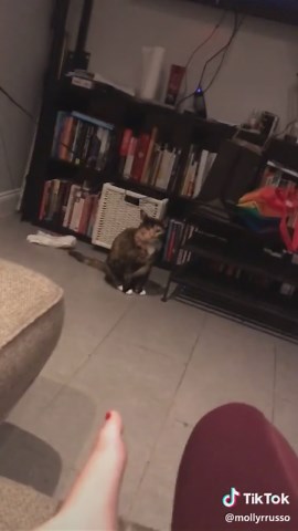 Cat Poops on Floor - Oops! Kitty Guilty Moment