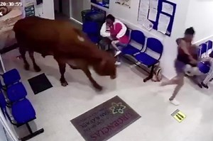 Cow goes on rampage through the hospital