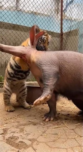 Tiger Attack on Aardvark 😳 | Aardvark vs Tiger 😳🥺