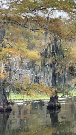 Fall has arrived at Caddo Lake! Bald cypress trees blaze amber and gold, their reflections shimmering in the water. #caddolake #fallvibes | FirstCastCabin