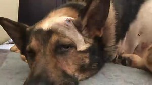 Over the years, Finn's story has grown far beyond anything we could have imagined. But with that comes a responsibility - to protect his name, his memory, his legacy and what he represents. Finn's legacy isn't just history, it's something that needs safeguarding for generations to come. No matter what. Do you agree? #Finnslaw #FinnsLawPart2 #FabulousFinn | Fabulous Finn