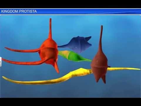 CBSE Class 11 Biology || Kingdom Protista || By Shiksha House