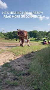 Tim just arrived at the vet in Salado, Texas with Lilly. Mack is walking around calling for her. They are doing CBC blood work. She just has t been herself in a couple of months (way before Cleo's arrival). They may possibly check her ovaries. We had her checked last September because she was lactating. One ovary was bigger then the other. We waited a couple of months and had it checked again and there wasn't any growth but both are concerns for cancer. Of course her third eyelid looks cancerous