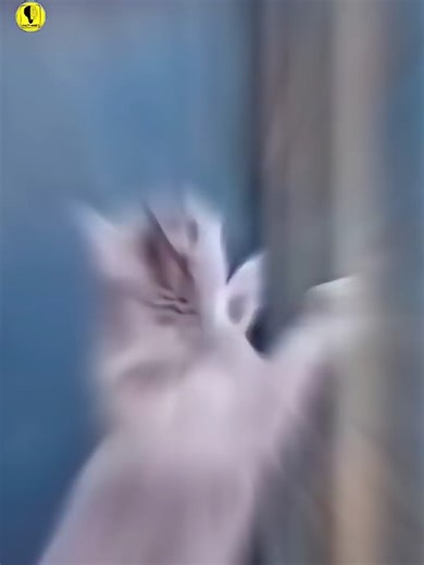 #tiktok #fyp #foryou #viral #trending #tiktokviral #tiktokfyp #edit #clips #reels #hd #1080p #videodownload #freedownload #contentcreator #nocopyright