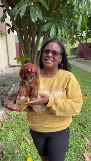 Harley - F1B Cavapoo