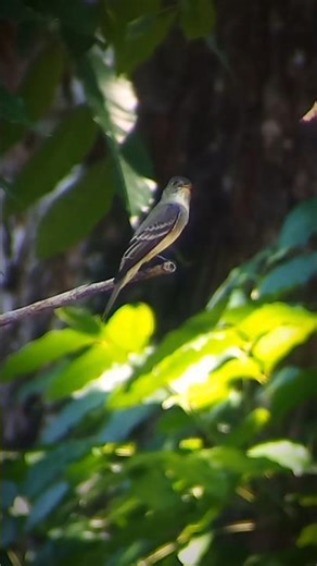 He kept coming back. #birds #nature
