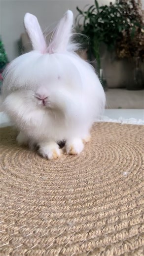 📡cute bunnytoon🐰 #lionheadbunny #lionheadrabbit #netherlanddwarf #hollandlop #lionhead