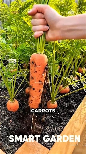 Stop Thinning Carrots — Use This Egg Carton Hack Instead 🥕🥚