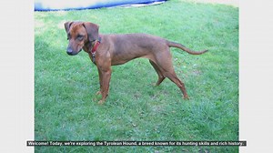 Top 10 Facts About the Tyrolean Hound
