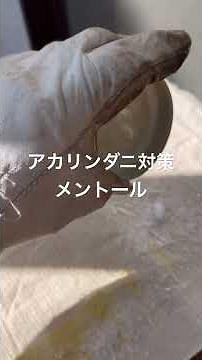アカリンダニ対策にメントール20g #ニホンミツバチ #bee #日本蜜蜂 #はちみつ #ミツバチ #アカリンダニ #メントール #日本ミツバチ