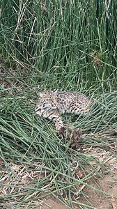 Trapping bobcats | Dunlap LURES